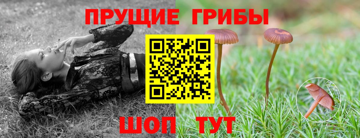 Чистополь  Галлюциногенные грибы мухоморы  Вход с VPN  Псилоцибиновые грибы Psilocybe 